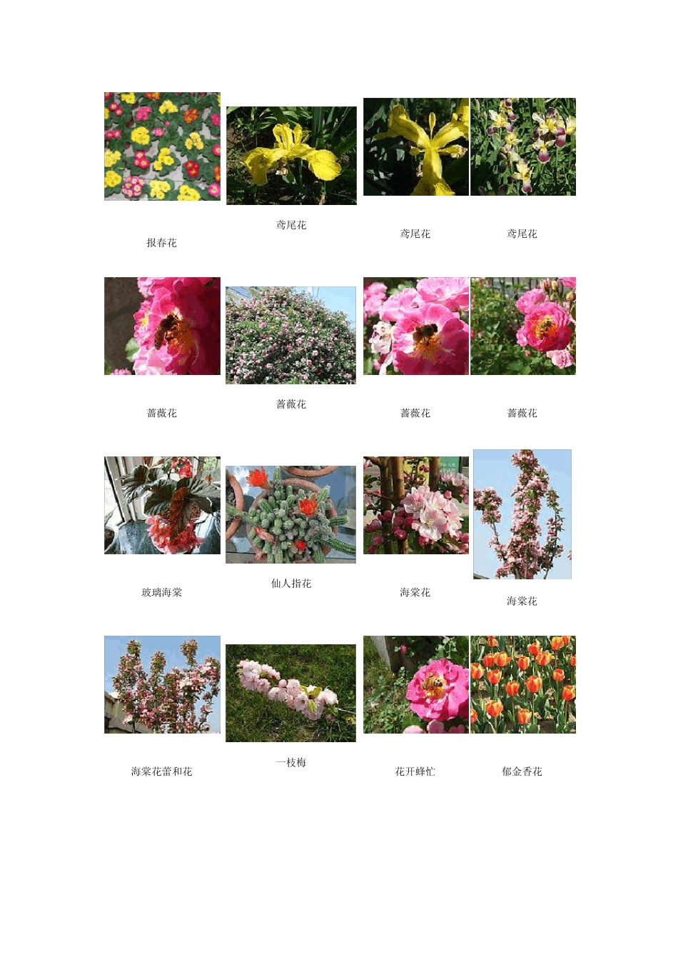 常见花卉图片_第2页