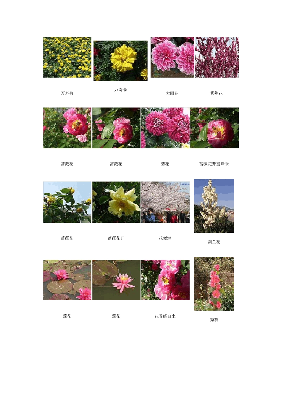 常见花卉图片_第3页