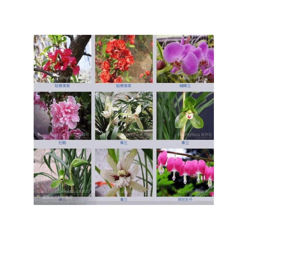 常见花草植物图谱600种_第2页