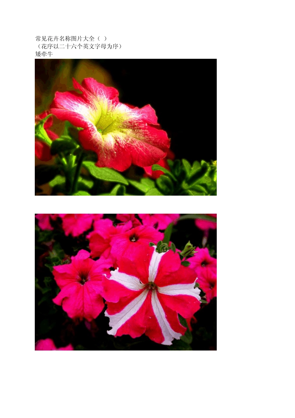 常见花卉名称图片大全1_第1页