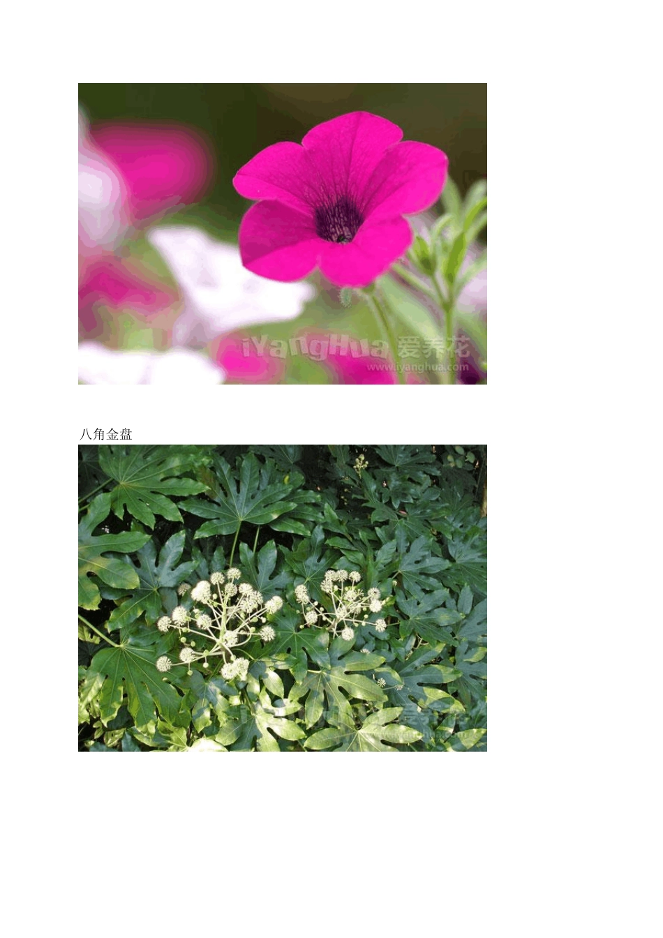常见花卉名称图片大全1_第3页