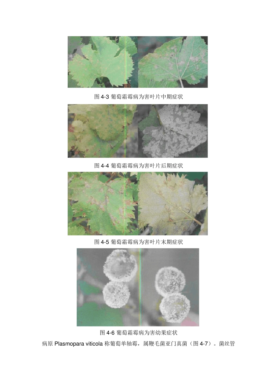 常见葡萄病害图谱_第2页