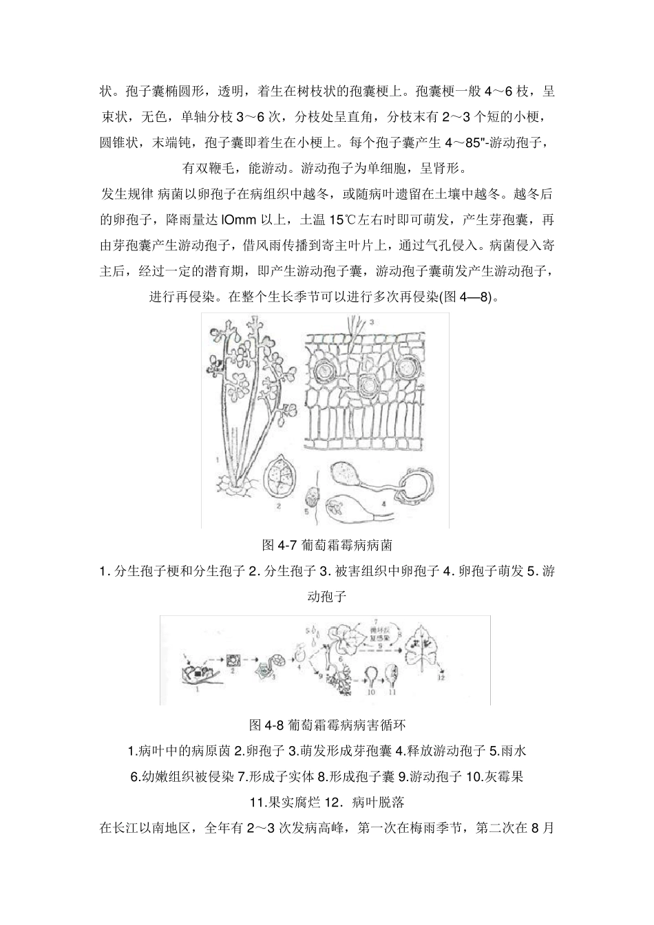 常见葡萄病害图谱_第3页