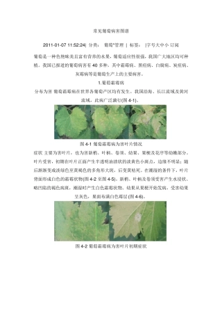 常见葡萄病害图谱