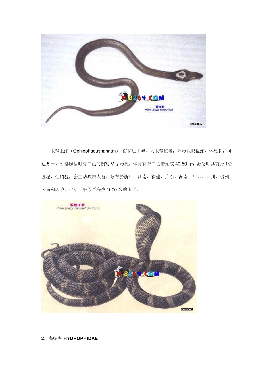常见蛇的分类及分布_第3页