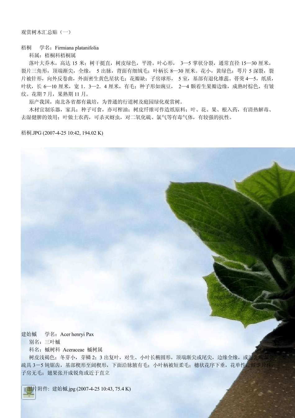 常见观赏树木汇总一_第1页