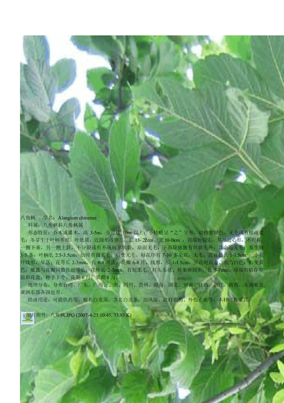 常见观赏树木汇总一_第2页