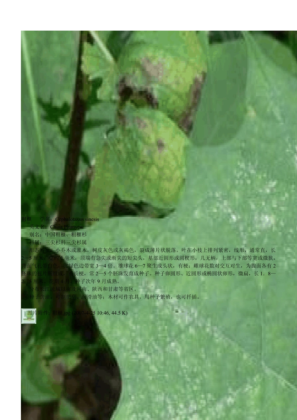 常见观赏树木汇总一_第3页