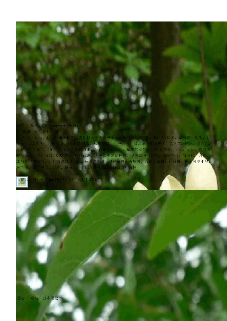 常见观赏树木汇总二_第2页