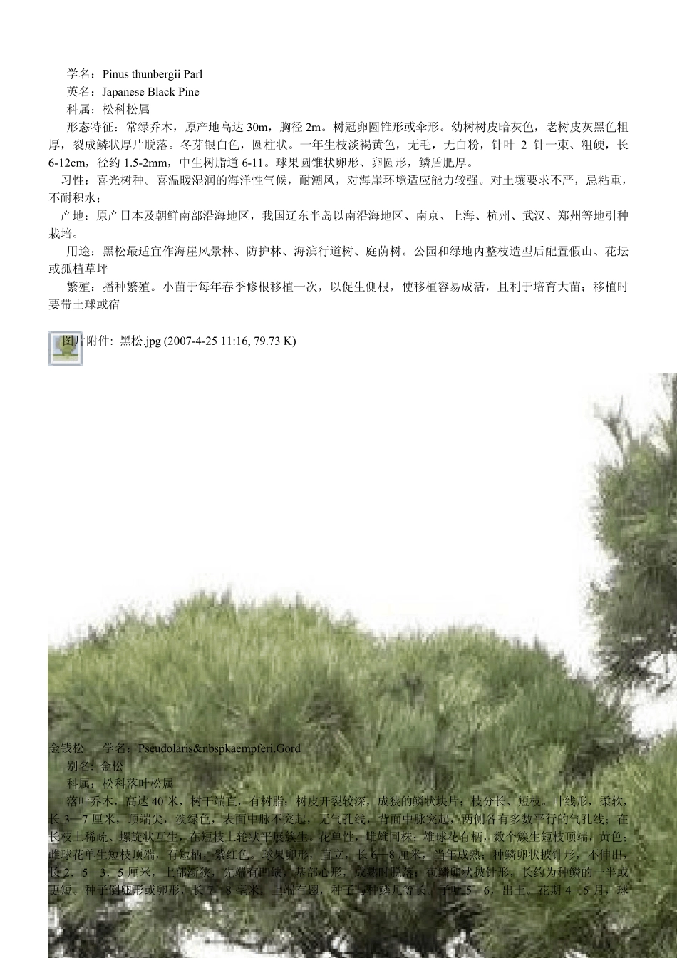 常见观赏树木汇总二_第3页