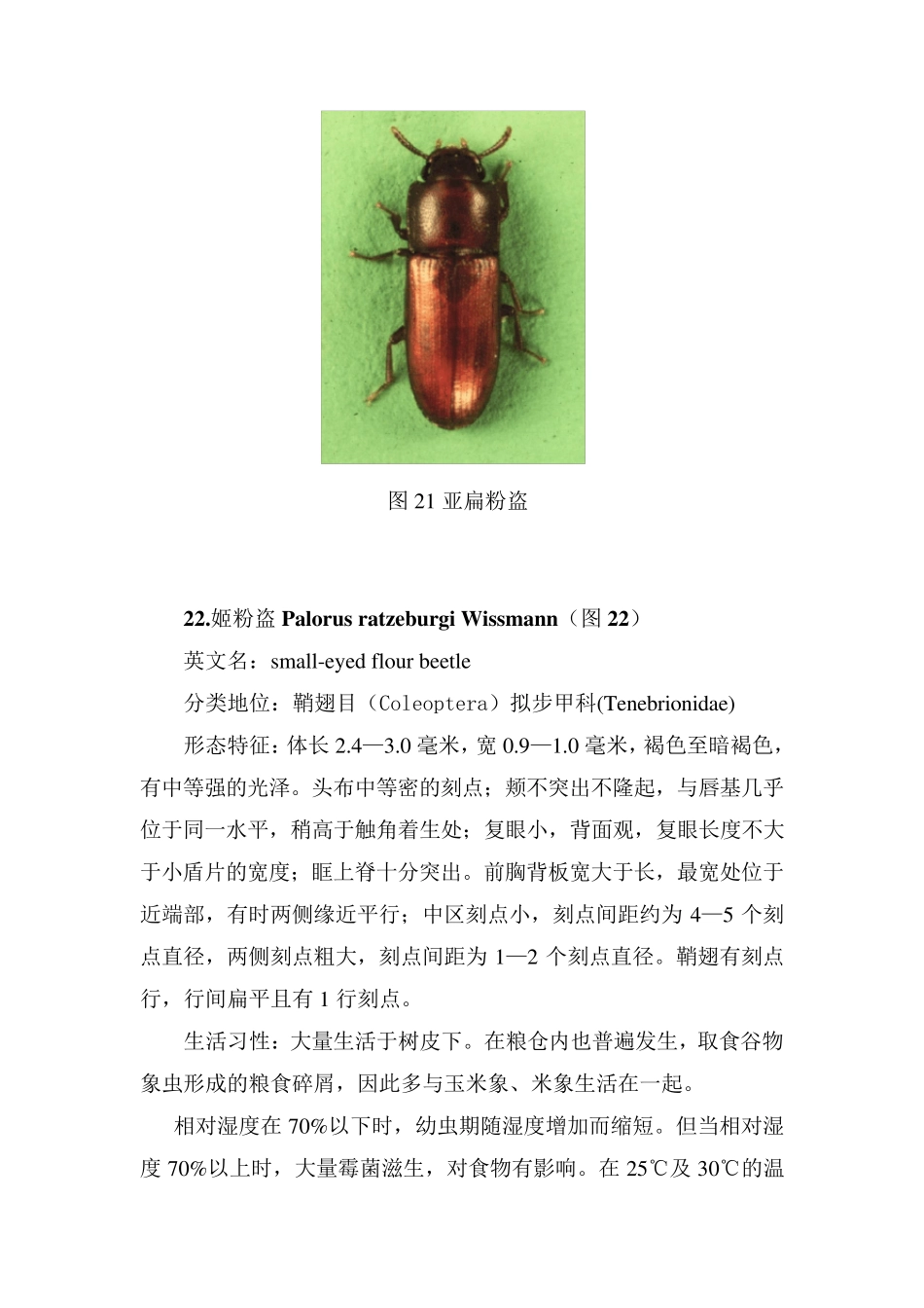 常见重要储粮害虫41种_第2页