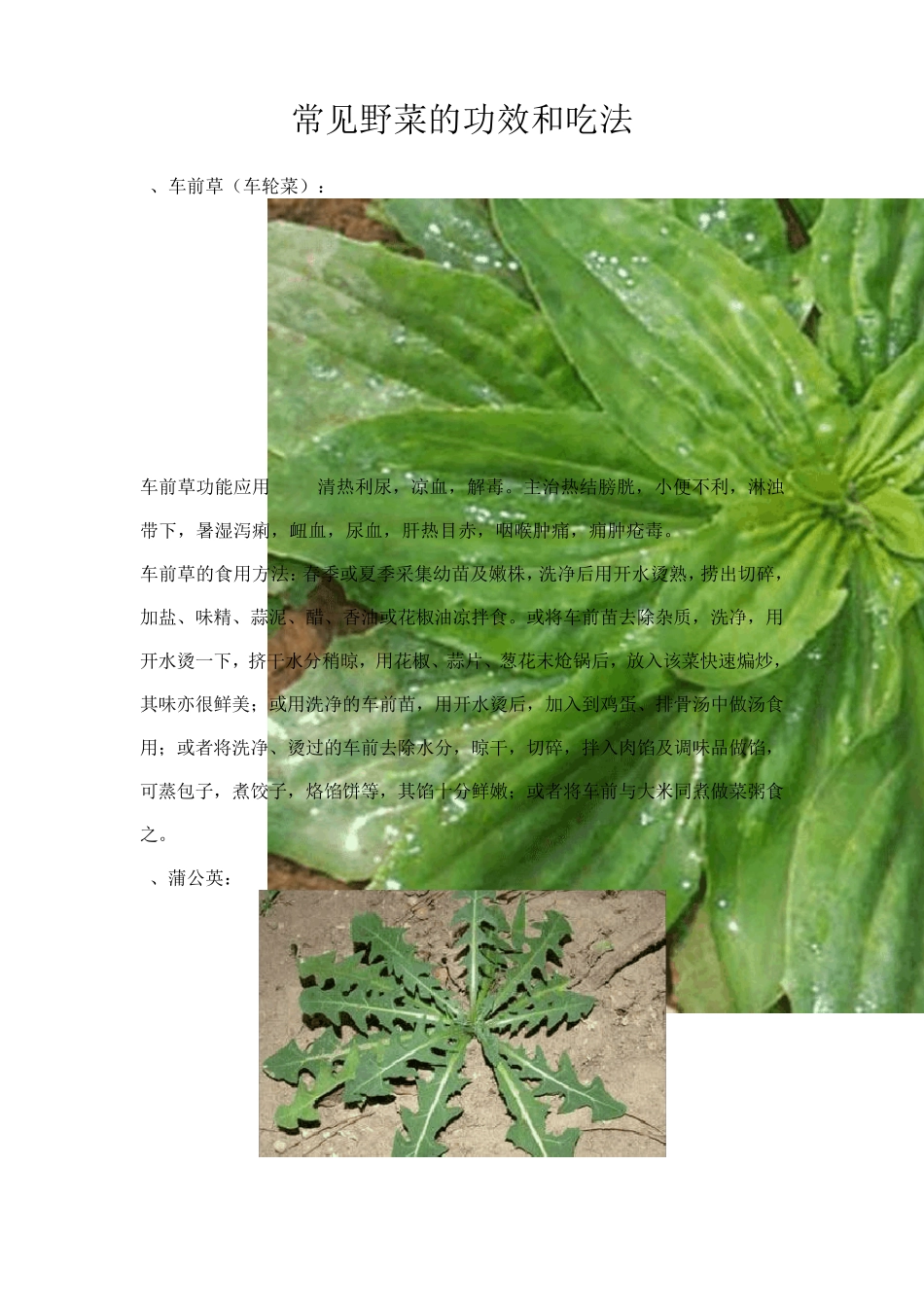 常见野菜的功效和吃法_第1页