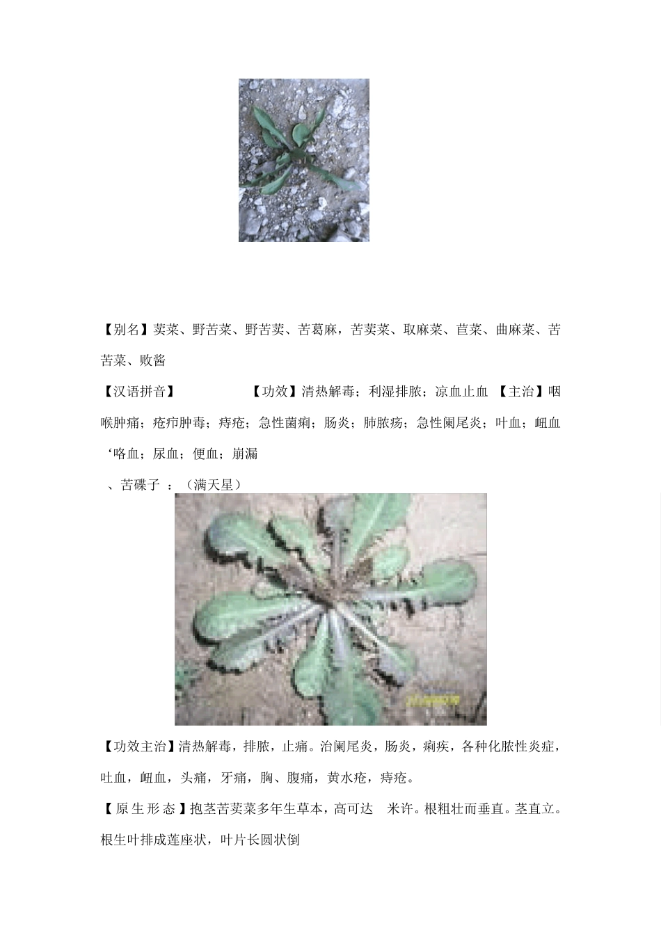 常见野菜的功效和吃法_第3页