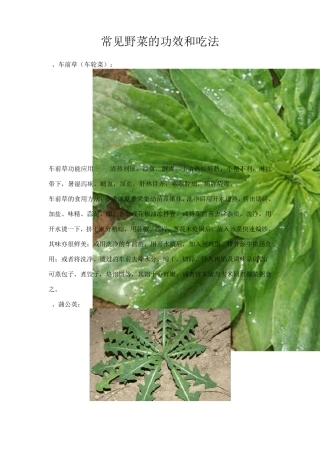 常见野菜的功效和吃法