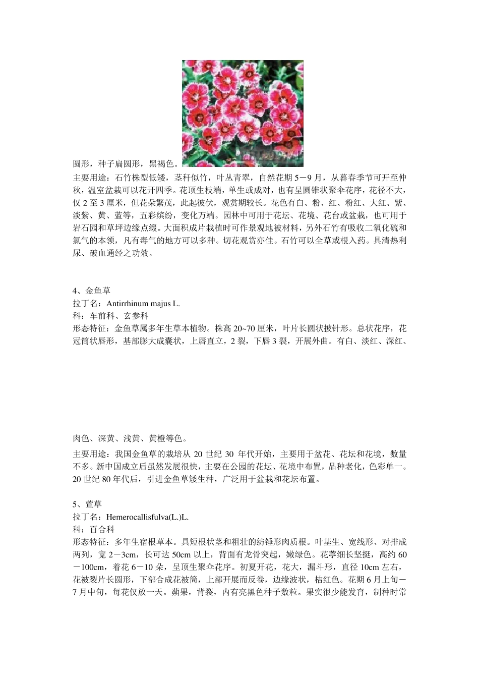 常见露地花卉50种_第2页