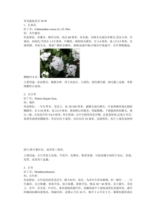 常见露地花卉50种