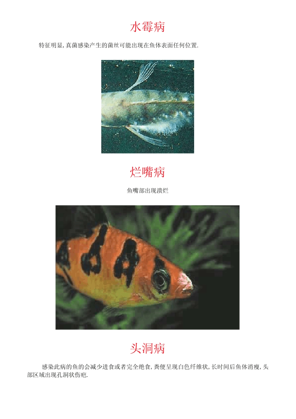常见鱼病图片及防治方法(上)_第2页