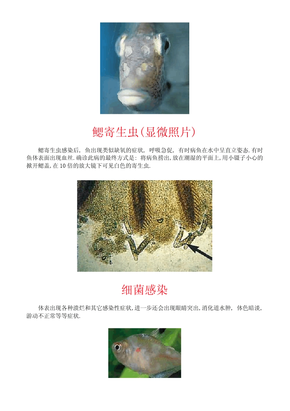 常见鱼病图片及防治方法(上)_第3页
