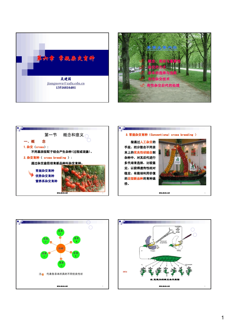 常规杂交育种_第1页