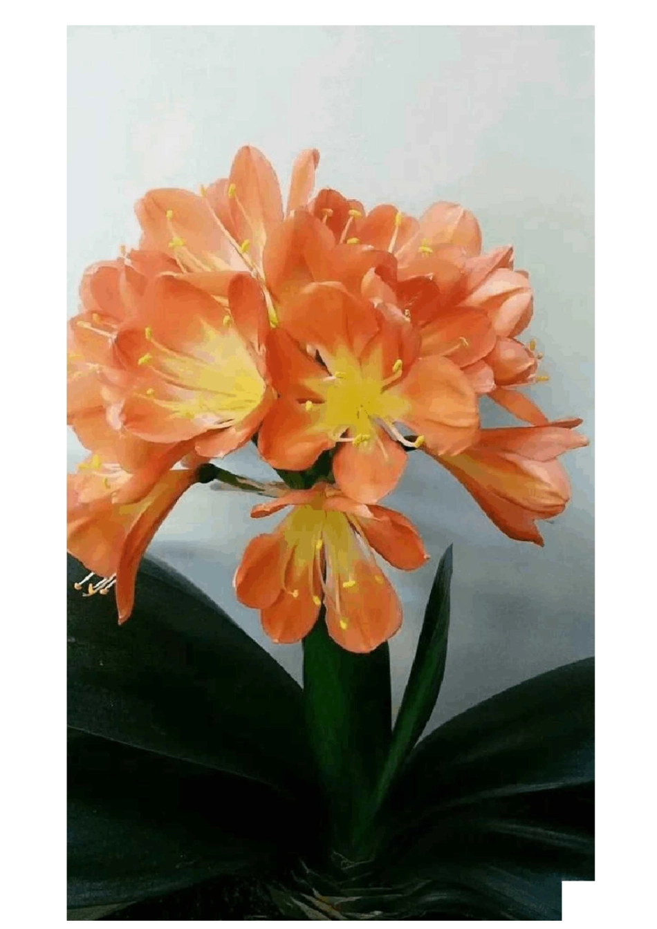 常见的二十种植物的养护方法_第2页