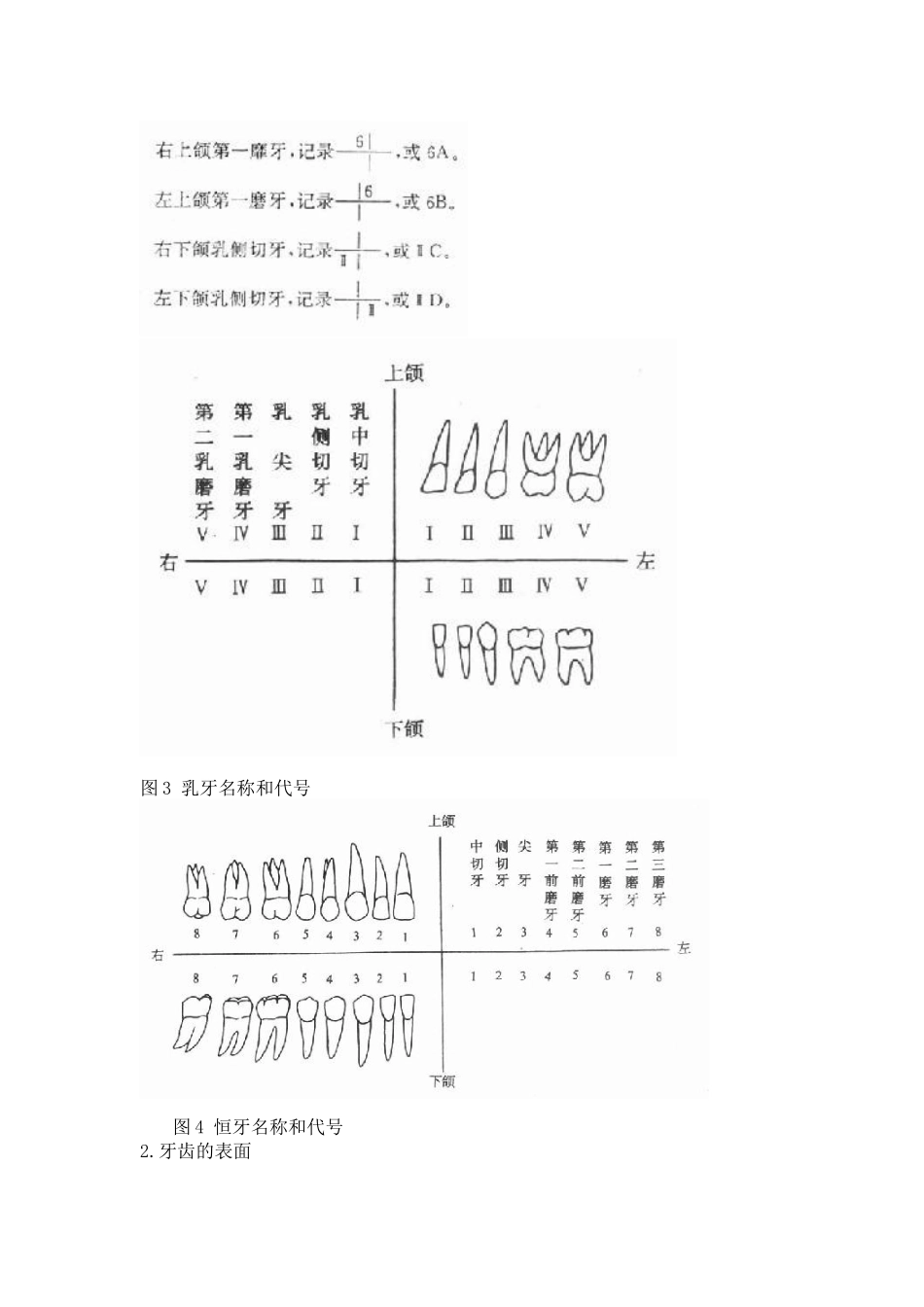 2025年口腔颌面部解剖生理重点_第2页