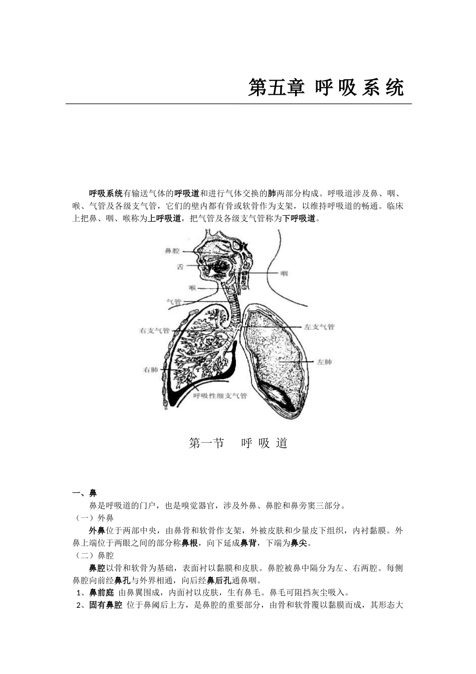 2025年医学笔记人体解剖学之呼吸系统_第2页
