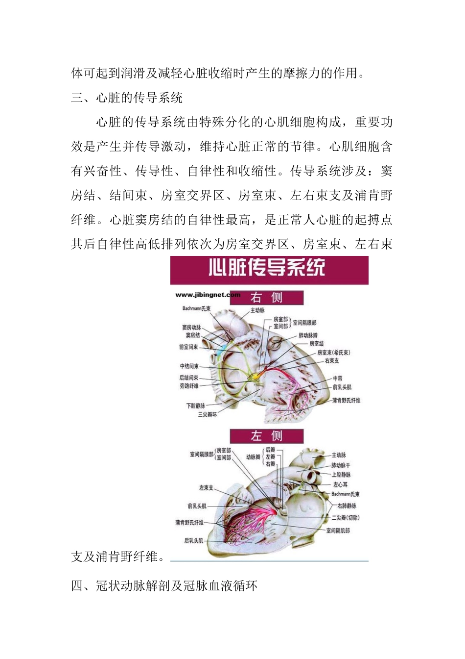 2025年心脏的解剖结构及生理含彩图心脏位置图_第3页