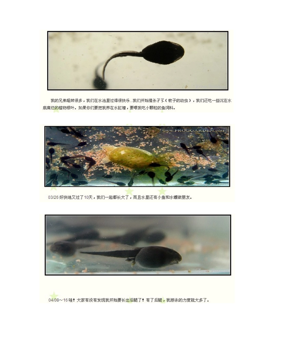 2025年青蛙的成长日记_第2页