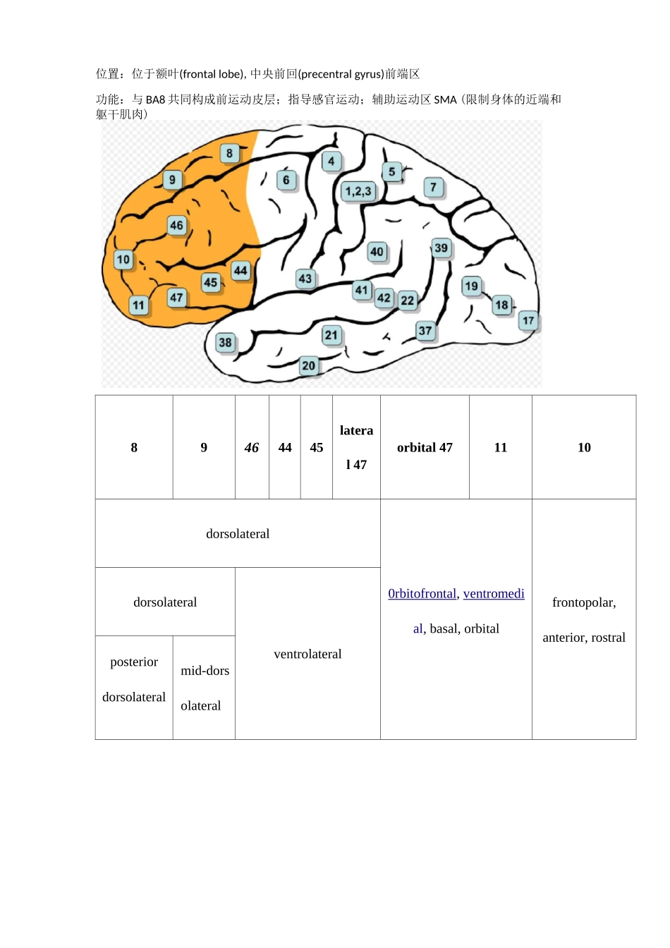 大脑的解剖结构和功能布鲁德曼分区_第3页