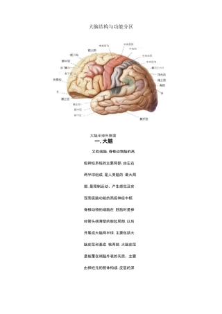 大脑结构与功能分区