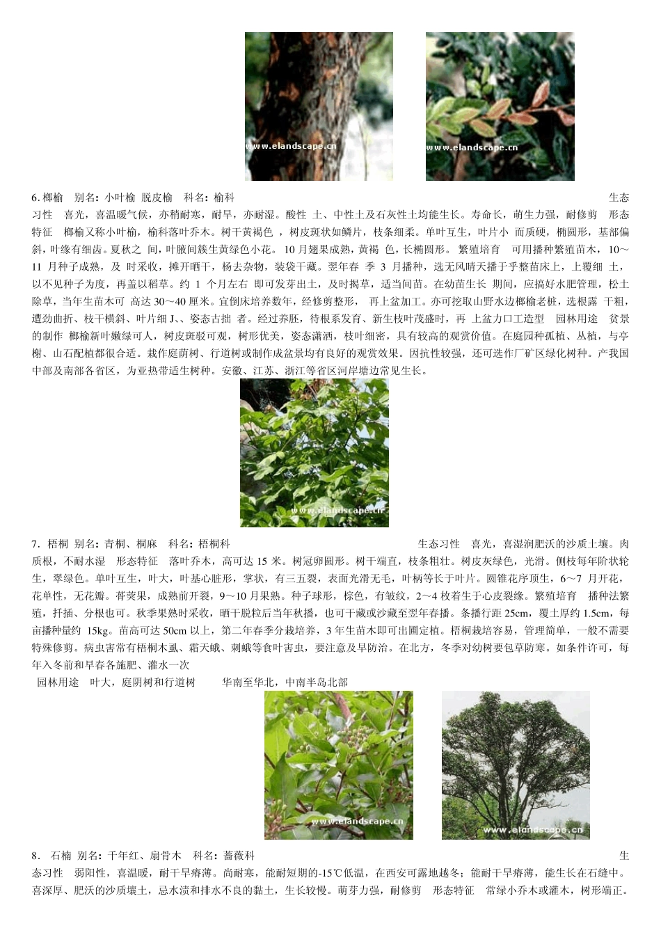 湖南常用园林植物_第3页