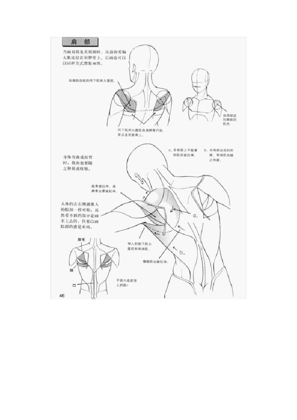漫画人物身体结构动态全教学——上身运动篇_第2页