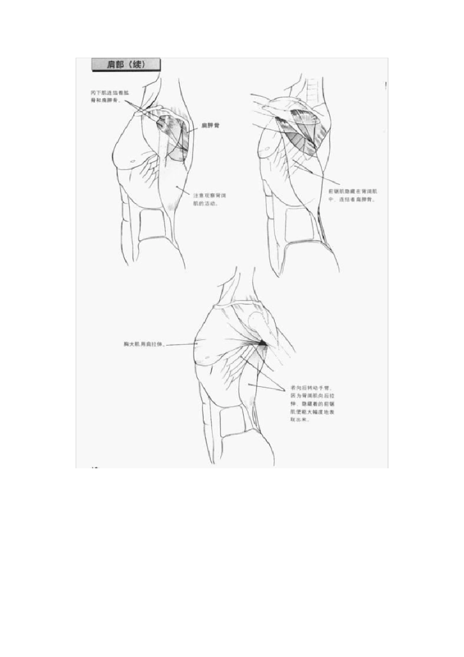 漫画人物身体结构动态全教学——上身运动篇_第3页