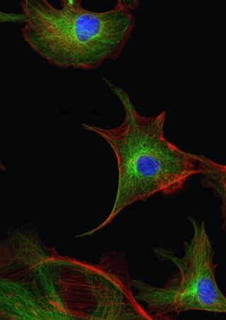 激光共聚焦显微镜操作手册最终版