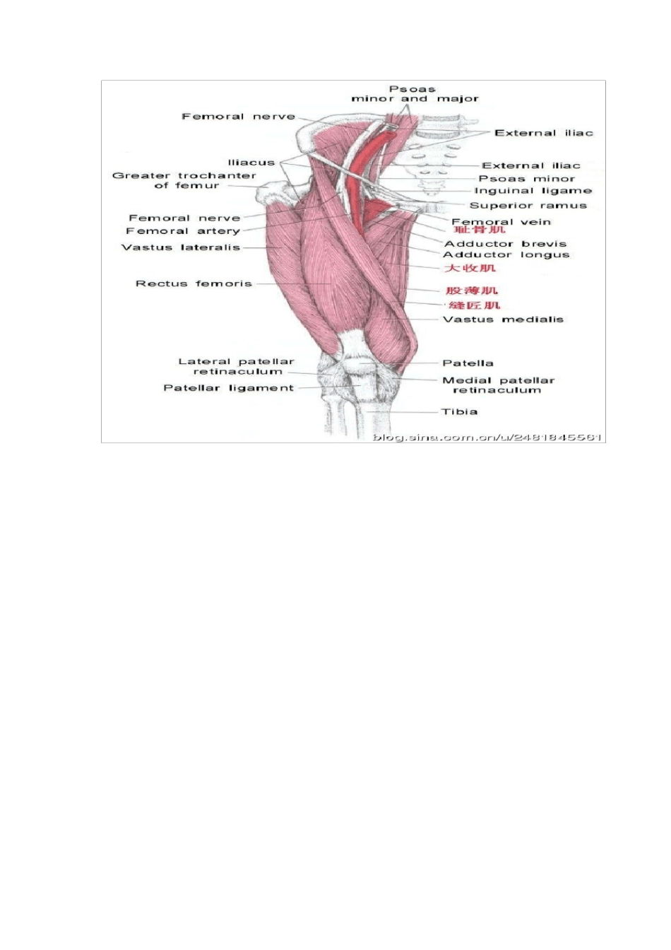 激痛点和肌肉疼痛自我按摩治疗(30)大腿内侧痛_第2页
