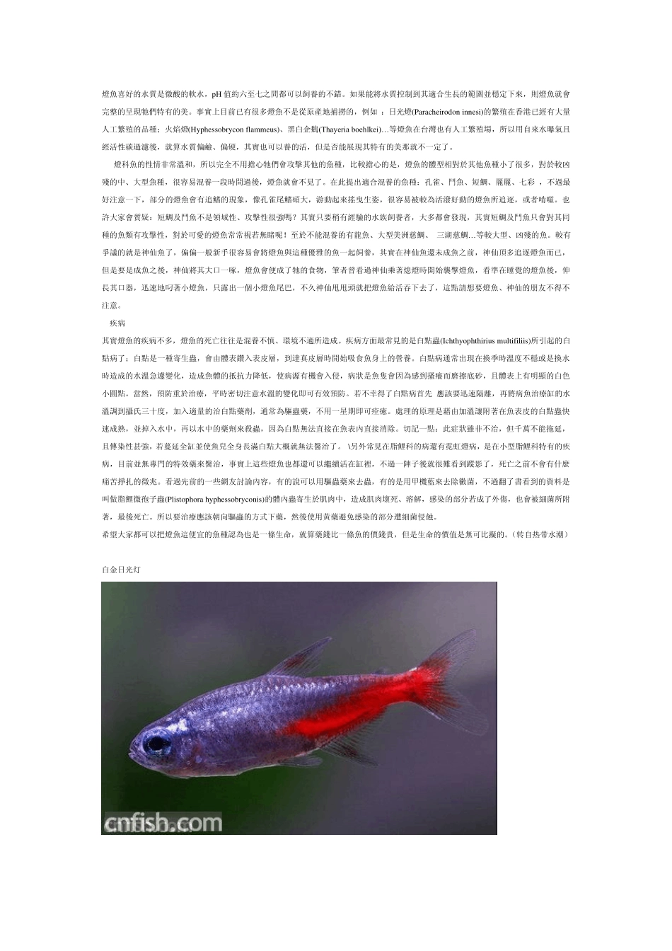 灯鱼的饲养与图鉴_第3页