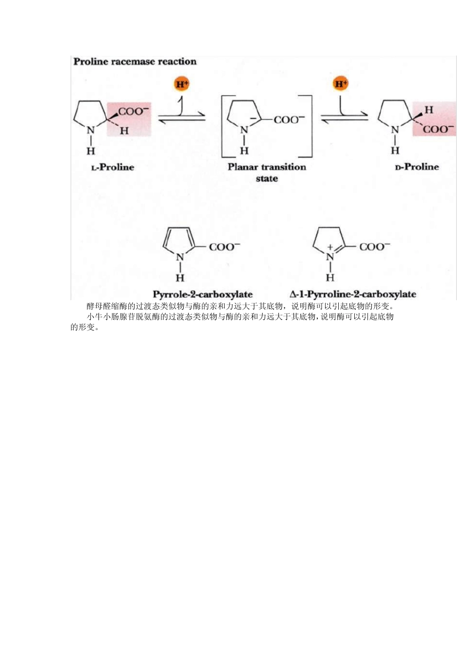 第十章酶的作用机制和酶的调节_第3页