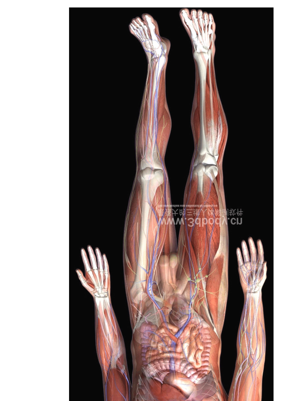 精美3D人体解剖图谱_第2页