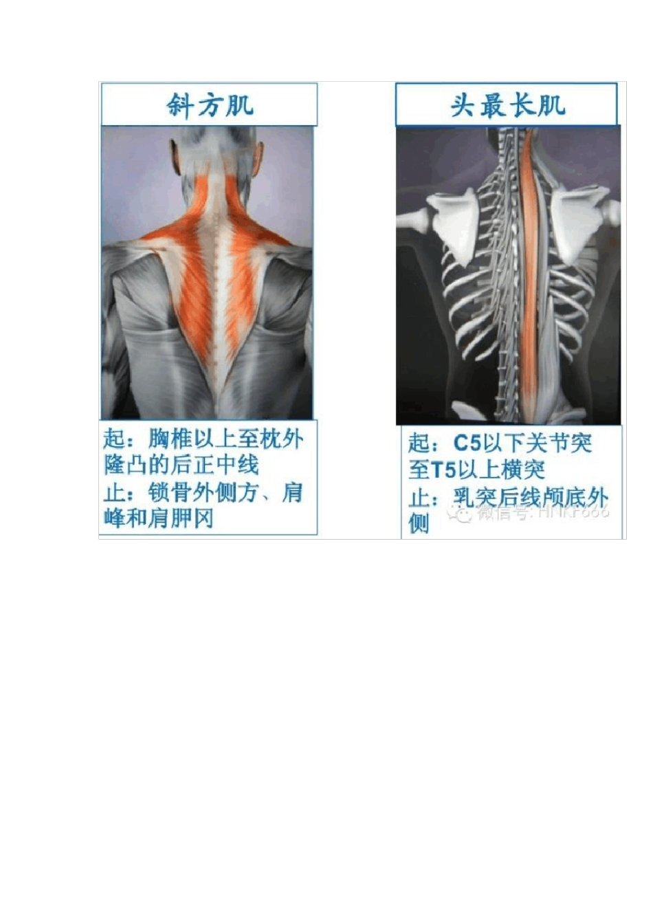 精美3D骨骼肌解剖图谱_第3页