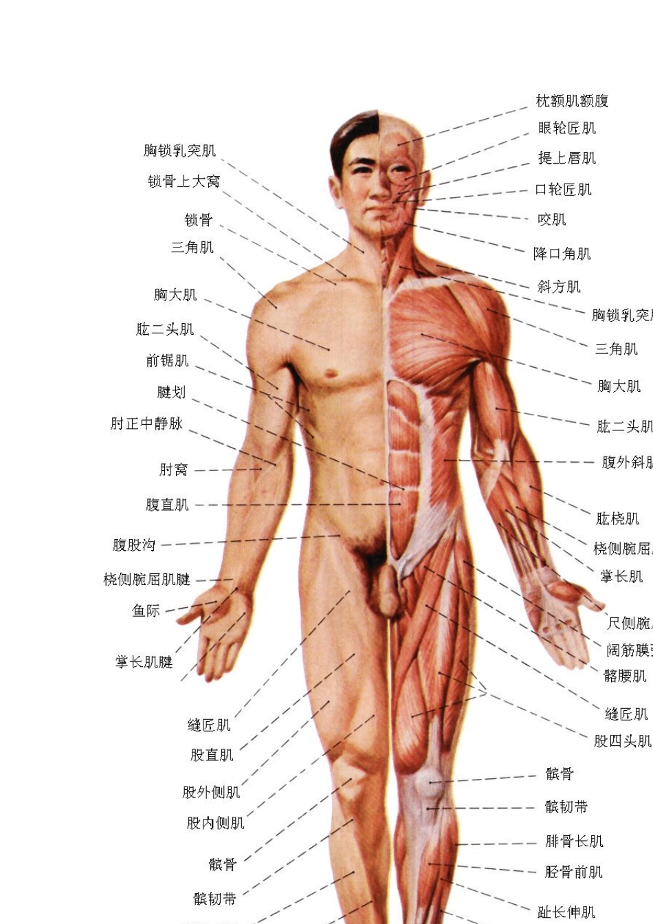 系统解剖学图谱运动系统3_第1页