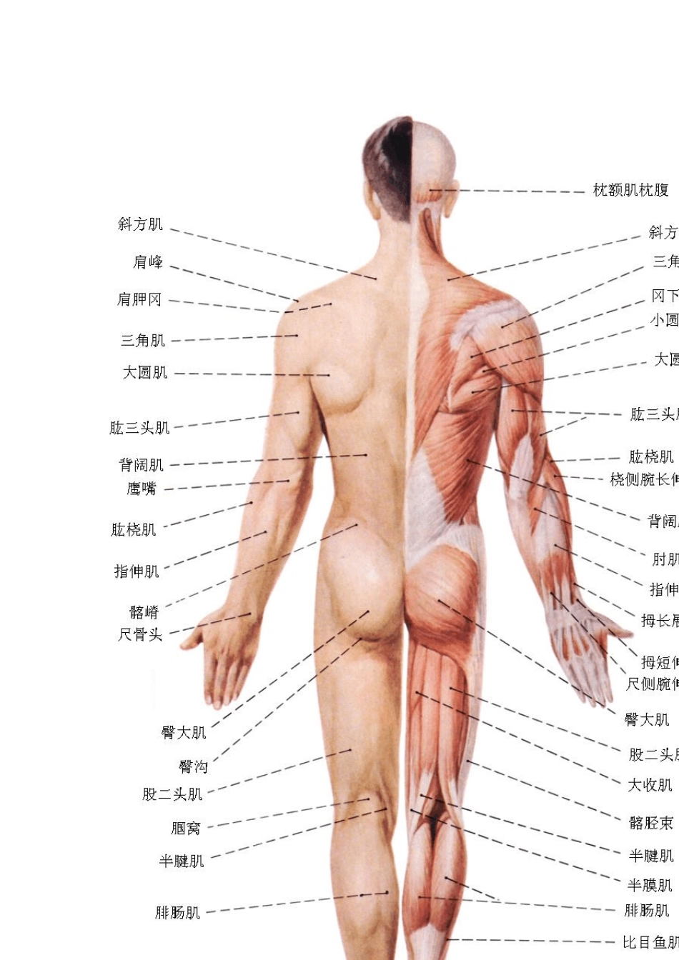 系统解剖学图谱运动系统3_第2页