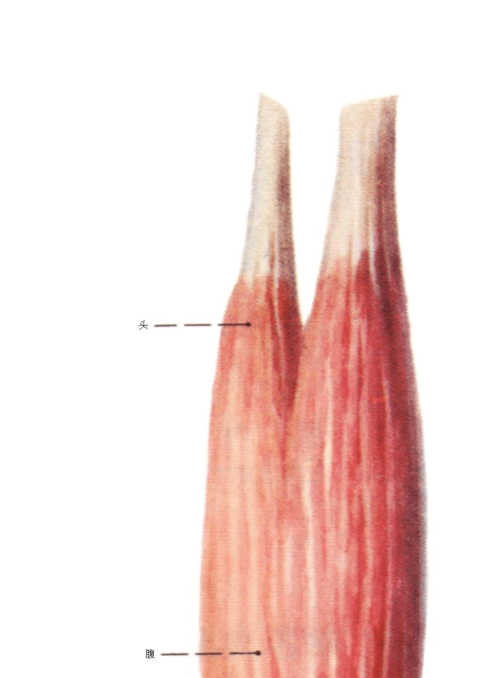 系统解剖学图谱运动系统3_第3页