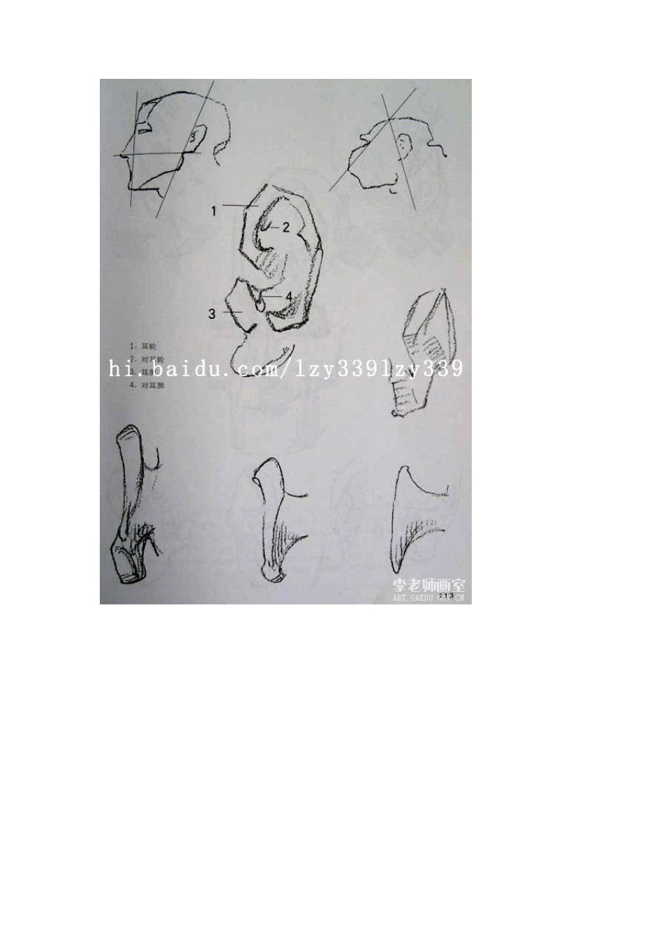 素描教程(三十一)石膏头像头部结构3_第2页