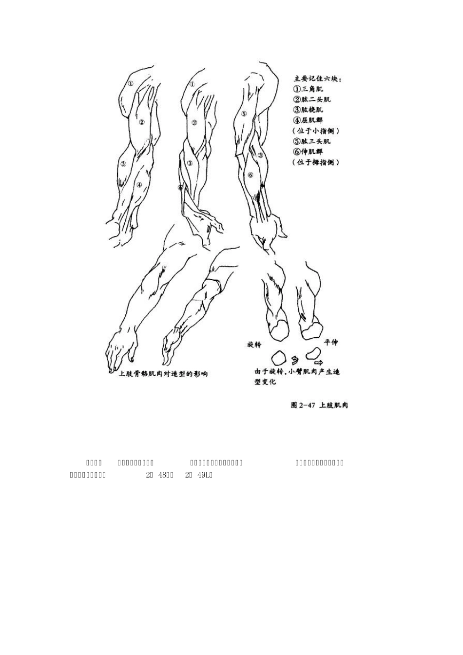 素描绘画上肢及手技巧及结构图_第3页