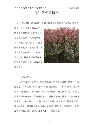 红叶李种植技术
