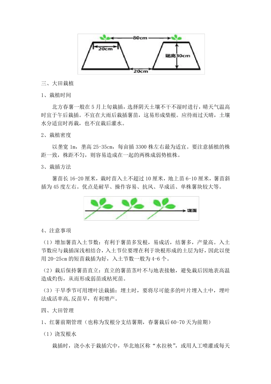 红薯种植流程_第2页