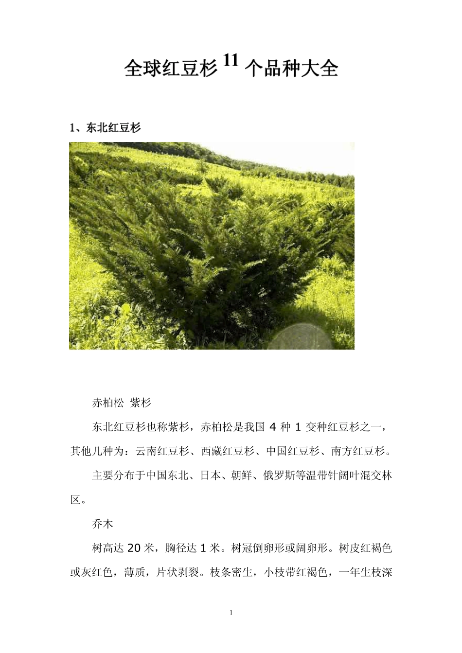 红豆杉品种大全(11个)_第1页