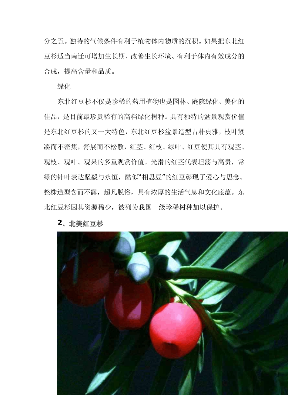 红豆杉品种大全(11个)_第3页