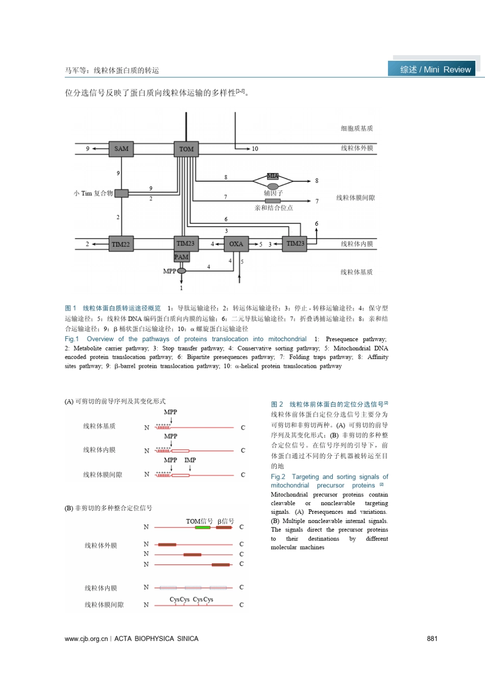 线粒体蛋白质的转运_第2页