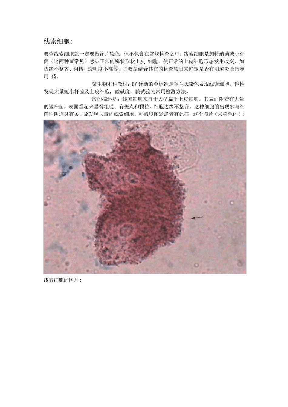 线索细胞图集_第1页